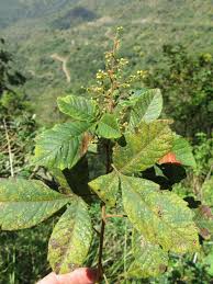 Image result for Searsia tenuinervis