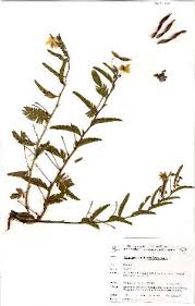 Image result for Chamaecrista biensis