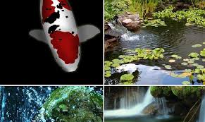 How do you maintain a koi pond? Pond Building Swimming Pond Koi Pond Gardening Bremen