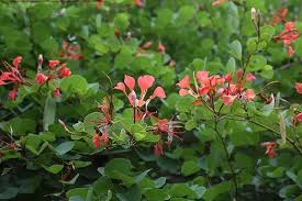 Image result for Bauhinia galpinii