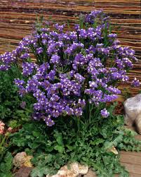 Image result for Limonium