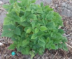 This eliminates the summer crop but will give you a bigger and earlier fall crop. Raspberry Bush Flowers But No Fruit Raspberry