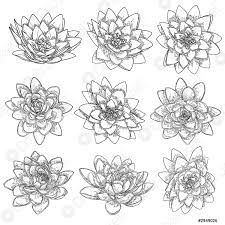 Più di 150,000 immagini riordinate chiaramente in categorie. Set Di Loti Linea Arte Stilizzata Collezione Di Fiori Di Vettore Stock Crushpixel