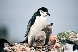 Chinstrap penguins are exquisitely adapted to their environment. Chinstrap Penguin Pygoscelis Antarcticus Antarctic Peninsula Grid Arendal