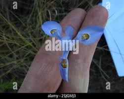 Image result for Moraea elliotii