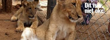 Als het aan het cda ligt, worden niet alleen de wedstrijden van de oranje leeuwinnen, maar ook de eredivisie voor vrouwen opgenomen in het mediabesluit. Wat Is Canned Hunting Knuffelfarms