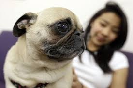 Your certification is achieved through a formal letter called an esa letter. Dorms Must Accept Emotional Support Dogs Hud Says Wsj