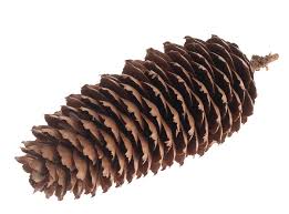 Alte tipuri de decor pot fi conuri de brad de vanzare in magazinul online craciun.market, care sunt acestea pot reprezenta o umplutura decorativa pentru un bol, pot fi asezate sub forma de ghirlanda, pot fi asezate de jur imprejurul bradului, pot fi folosite pentru a decora coronitele de craciun etc. Con Brad RoÈ™u Floratec ComerÅ£ Cu Ridicata Pentru Produse De DecoraÅ£iuni Si Accesorii Florale Branduri La Super PreÅ£