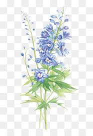 Use the filter on top. Bluebonnet Png Bluebonnet Flower Cleanpng Kisspng