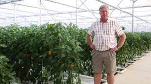 Increase Greenhouse Peppers Yield Using Drip Irrigation Netafim