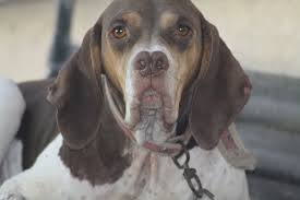 Catalburun Burgos Retriever Spanish Pointer Pachon Navarro Dog Hunting Dogs Dog Breeds Dogs