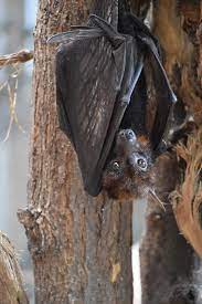 I have worked and trained hundreds of people over the past several years. Bat Pest Control Top 7 Things You Should Know The Pest Rangers