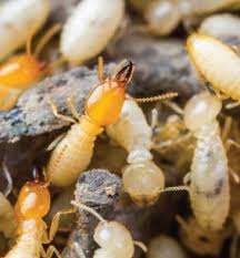We know what kind of damage a nasty colony of termites can do to your home, and we have the skill and products to stop it. Termite Control Singapore Ikari Pest Control Services