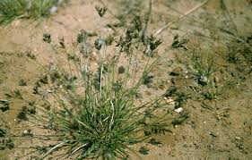 Image result for Fimbristylis