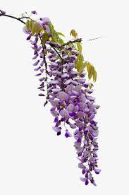 Beautiful Wisteria Wisteria Horse Tattoo Wisteria Tree