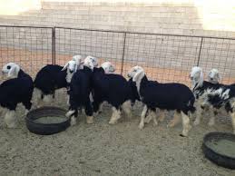 Maybe you would like to learn more about one of these? ØºÙ†Ù… Ù†Ø¬Ø¯ÙŠ Ù„Ù„Ø¨ÙŠØ¹