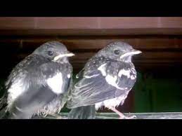 Anis kembang trotol ngerol youtube. Decu Kembang Trotol Jantan Tips Perawatan Dan Melatih Mental Trotolan Tledekan Gunung Om Kicau Harga Burung Decu Jantan Tergantung Usianya Berkisar Antara Rp 100 000 Sampai Dengan Rp 300 000 Manuela Monier