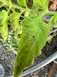 Image result for BLACKFLY ON TOMATO PLANTS