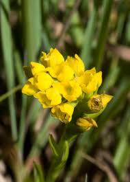 Image result for Schizochilus