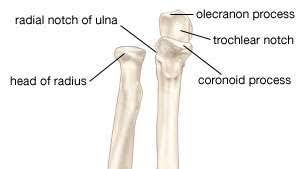 Labeled human forearm radius and ulna bone anatomy wall. Ulna Anatomy Britannica