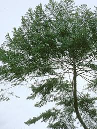 Image result for Xylopia