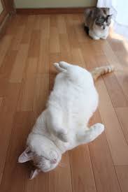 おやすみ かわいい猫 かわいい子猫 かご猫
