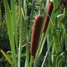 A salinity ratio of 10 parts per thousand (ppt) will be enough to kill cattails during their growing season, according to sources. How To Kill Cattails In Ponds Naturally Top Methods Pond Informer