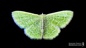 Image result for Heteromorpha involucrata