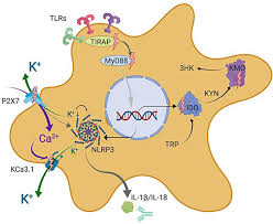 Contact loughton pest control for an immediate response. Microglial Drug Targets In Ad Opportunities And Challenges In Drug Discovery And Development Abstract Europe Pmc