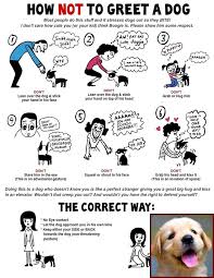 Content structure 8 how to train catahoula leopard dog? House Training A Catahoula Puppy And My Dog Has Behavior Problems Dog Behavior Problems Dog Clicker Training Reactive Dog