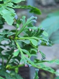 Image result for Phyllocladus trichomanoides