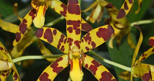 Image result for Epipactis africana