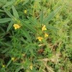 Image result for Stylosanthes guianensis