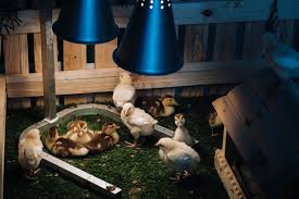 Do Ducklings Need A Heat Lamp? – Family Farm Livestock