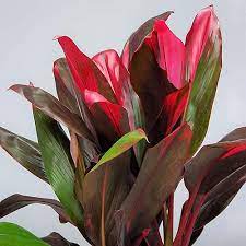 Also known as flamingo flower or painter's palette, it will add a touch of luxury to an indoor space. 23 Colorful Houseplants To Warm Up Your Winter Gardener S Path