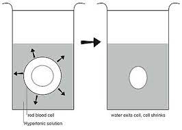 Cell membrane made up of then we will easily understand that if a cell , especially an animal cell when placed in hypertonic solution it will shrink and when placed in a hypotonic master cbse x chemistry like never before. Anatomy And Physiology Of Animals The Cell Wikibooks Open Books For An Open World