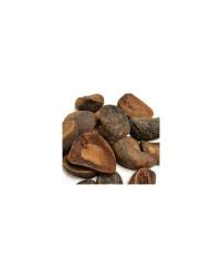 Image result for Cola clavata