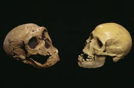 2,368 likes · 1 talking about this. Who Were The Neanderthals Discover Magazine