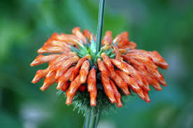 Image result for Leonotis nepetifolia