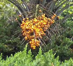 Pindo or jelly palms (butia capitata) usually grow up to 15 feet but can grow as tall as 25 feet. Want To Turn Your Lowcountry Backyard Into A Tropical Paradise Here S What To Plant Hilton Head Island Packet