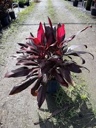 Image result for Dissotis peregrina