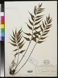 Image result for Asplenium goetzei