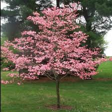 Range from white, through pink, to scarlet. Kousa Dogwood Tree Small Tree Beautiful White Blooms In Spring Fal Pixies Gardens