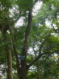 Image result for Erythrophleum