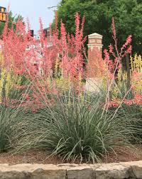 Maybe you would like to learn more about one of these? Oklahoma Proven Plant Selections For Oklahoma Oklahoma State University