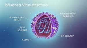 The virus will move through the air and become inhaled through the. Ä'áº·c Ä'iá»ƒm Cáº¥u Táº¡o Cá»§a Virus Cum Vinmec