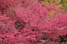 We did not find results for: Winged Burning Bush Euonymus Alatus