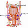 Anatomy neck vessel anatomy thyroid cancer neck lymph nodes lateral neck anatomy thyroidectomy anatomy human neck anatomy diagram organs thyroid surface anatomy normal neck anatomy thyroid anatomy and physiology strap muscles neck anatomy posterior. 1