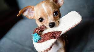Chihuahua (diq) raza de perro originaria de méxico (es); The 115 Most Popular Chihuahua Names Of 2020 The Dog People
