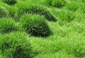 But you have to use the best fertilizer to get a beautiful and densely grassed lawn. Everything You Need To Know About Zoysia Grass